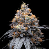 π Lilac Diesel Seeds (100% off)